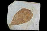 Fossil Dogwood Leaf - Glendive Montana #99414-1